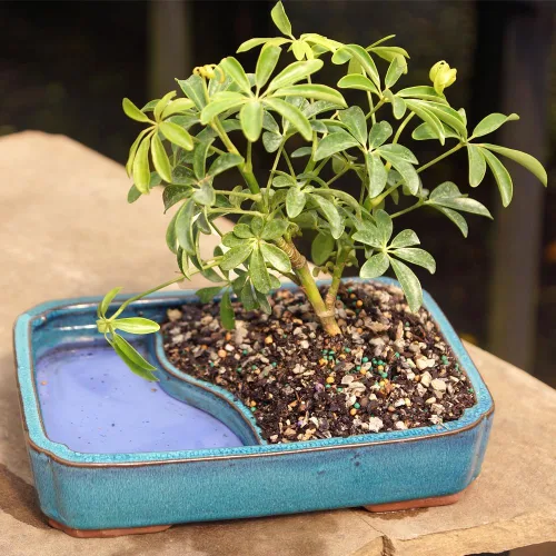 Miniatura 5 de Brussel's Bonsai Árbol Bonsái Hawaiano Umbrella Vivo - Mediano, 5 Años, 6 a 10 Pulgadas - Árbol Bonsái de Interior con Maceta de Agua para Bonsái