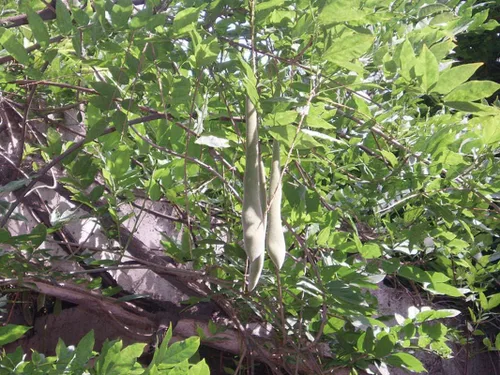 Miniatura 4 de 1-1000 PCS Semillas de árbol de glicina china blanca Sinensis Alba flor blanca 0171 (1 semilla)
