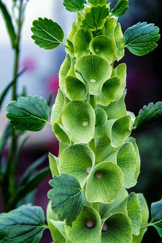Miniatura 4 de Semillas Campanas de Irlanda Moluccella Shellflower Flores anuales