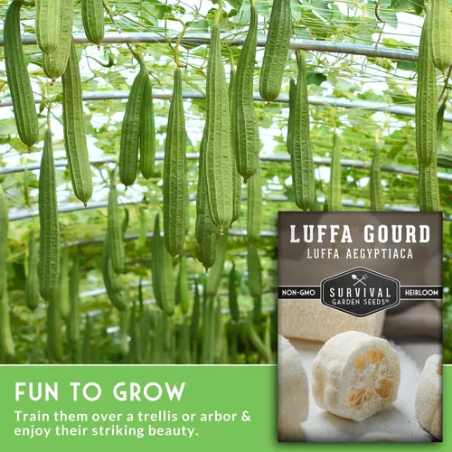 Miniatura 3 de Luffa Seeds for Planting – Variedad de esponja de lufa sin OMG – Cultiva depuradores de baño naturales, frutas jóvenes comestibles y enredaderas