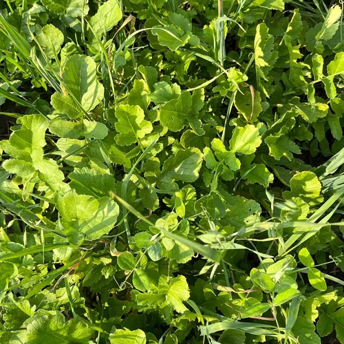 Miniatura 4 de Semilla de rábano para plantar: jarra de 1/2 acre, semillas de parcela de alimentos Brassica con alto contenido de proteínas, cultivo de cobertura