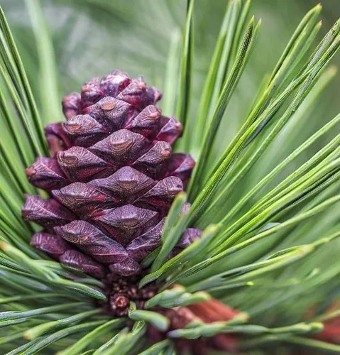 Miniatura 4 de Pinus nigra (pino austriaco, pino negro europeo), apariencia atractiva, resistentes al frío, semillas de MySeeds.Co, elige la cantidad (0.5 oz)