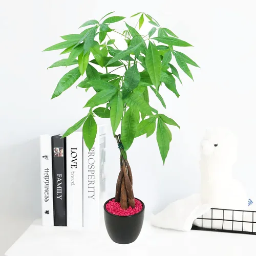 Miniatura 3 de Athena's Garden Money Tree Pachira - Plan vivo de interior con maceta de cerámica, 18 pulgadas de alto, maceta negra, rocas rojas, mediano