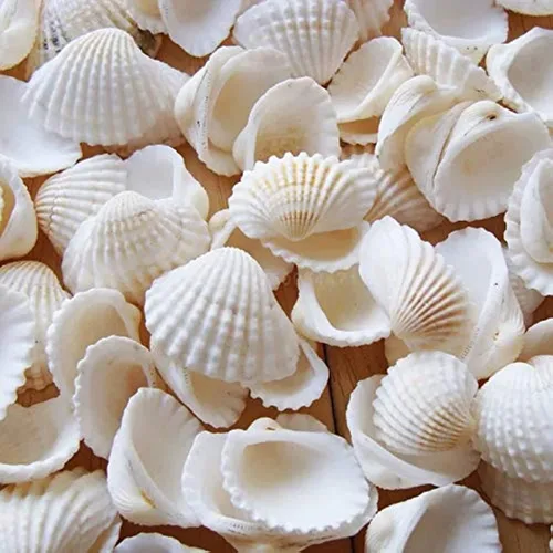 Conchas marinas pequeñas y blancas en masa, conchas naturales para manualidades, decoración del hogar, relleno de jarrones…