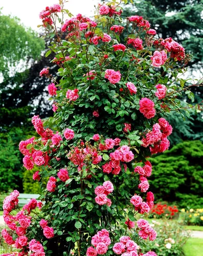 Miniatura 4 de Más de 100 semillas de rosa rosa trepadoras para plantar al aire libre, planta con flores perennes para enrejados, cenadores, bordes de jardín