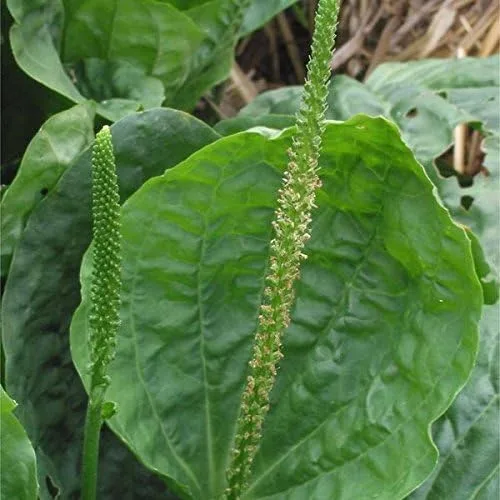 Plátano Turco Gigante (Plantago Major) - Paquete de 20 Semillas