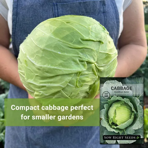 Miniatura 3 de Sow Right Seeds - Semilla de col Golden Acre para plantar - Paquete de reliquia sin OMG con instrucciones para plantar un huerto en el hogar al aire