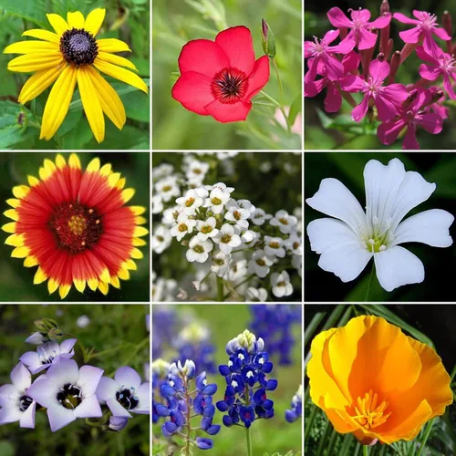 Miniatura 2 de Mezcla de flores silvestres anuales de 21 variedades de semillas de flores a granel sin OMG (1 libra de semillas)