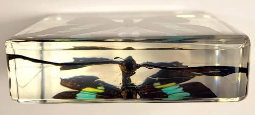 Miniatura 6 de Mariposa Bluebottle real de 2.9 pulgadas en resina de Lucite transparente, grafio, sarpedón, colección de manualidades para biología, ciencias