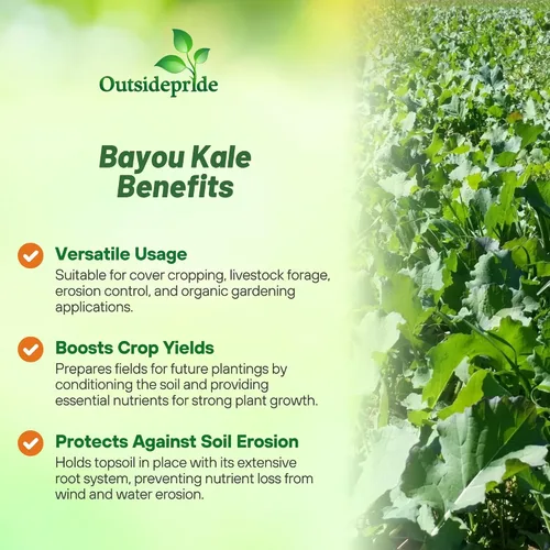 Miniatura 3 de Outsidepride Bayou - Semillas de col rizada – 5 libras anuales, versátiles y tolerantes al frío, semillas de cultivo de cobertura para plantar
