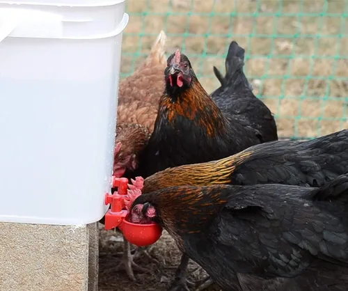 Miniatura 5 de Kit de agua de pollo para aves de corral, paquete de 6 + uno extra gratis (total de 7)