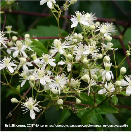 Miniatura 4 de Everwilde Farms - Semillas de flores silvestres nativas Virgin's Bower de 1 onza - Gold Vault