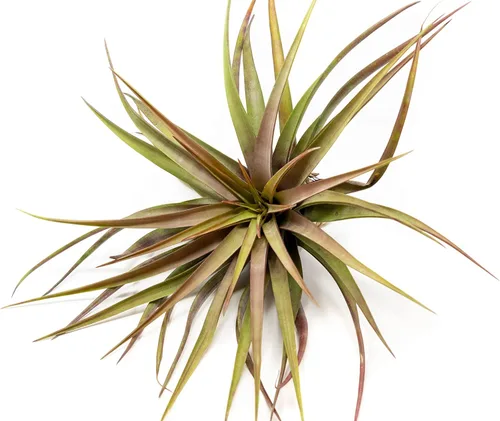 Air Plant Shop Tillandsia Novakii - Paquete de 5 plantas suculentas vivas para el hogar y el jardín, plantas de interior y exterior de fácil cuidado