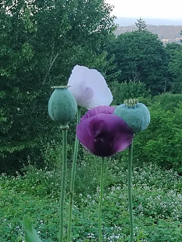 Miniatura 5 de Generic World Poppy Seed Blend Papaver Somniferum Mix 25+ cepas orgánicas sin OMG 100,000 semillas