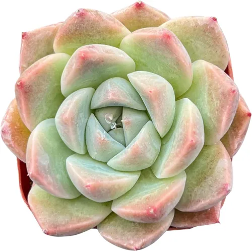 Miniatura 5 de Sprout N Green Echeveria 'Snow Angel', suculenta viva totalmente enraizada en maceta de 2 pulgadas, planta de casa para el hogar, oficina, boda