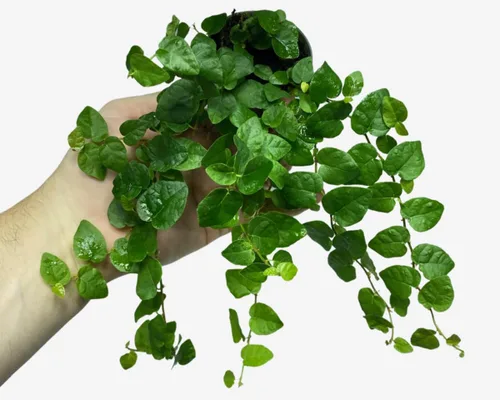 Miniatura 12 de Ficus Tree - Paquete de 5 plantas de inicio en macetas de 2 pulgadas, variedad de variedades, impresionante planta interior de fácil cuidado