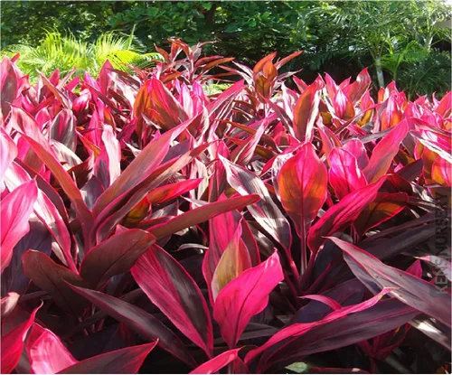 Troncos de plantas de hojas de Ti rojas hawaianas, plantas tropicales vivas para interiores y exteriores, 2 troncos de corte de cordyline fruticosa,