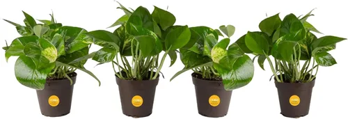 Miniatura 14 de Costa Farms - Planta de Potos