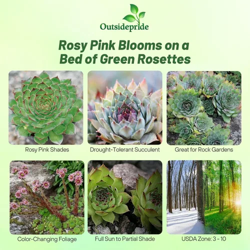Miniatura 2 de Outsidepride Sempervivum Sempervivum Seeds - 250 semillas de flores perennes con larga temporada de floración y atractivas para los polinizadores