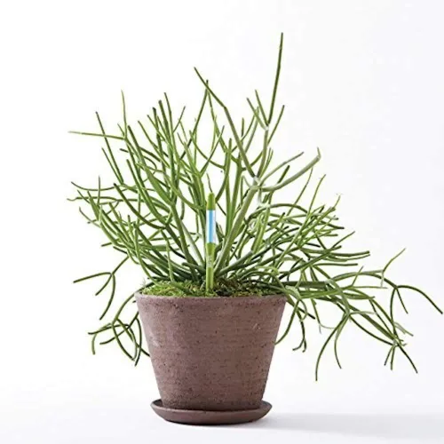 Miniatura 5 de Sustee Aquameter, juego de 4, sensor de humedad del suelo para plantas, (verde, pequeño)