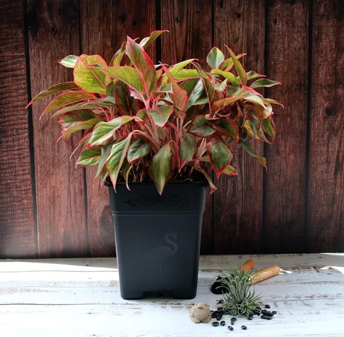 Miniatura 4 de Macetas cuadradas de plástico de 0.5 galones para plantas de interior y exterior, paquete de 10 con agujeros de drenaje, macetas de vivero de 5