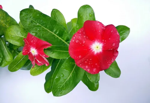 Park Seed Semillas de plantas de flores de Vinca, fáciles de cultivar, perfectas para jardín de primavera, lunares de mega floración, paquete de 15