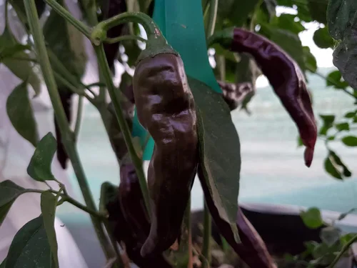 Miniatura 3 de Semillas de pimiento marrón etíope más de 10 semillas