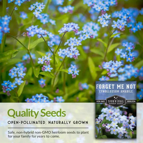 Miniatura 6 de Survival Garden Seeds Paquete de 1 semilla Forget Me Not para plantar con instrucciones para cultivar pequeñas flores azules en tu jardín