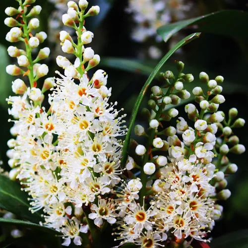 Miniatura 3 de Hoja de laurel mediterránea, planta viva de laurel de laurel. Variedad estándar - Laurus Nobilis. Planta viva. Fragante, fresca, comestible. Lo