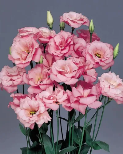 Miniatura 2 de Park Seed Lisianthus - Semillas de plantación con flores, fáciles de cultivar, variedad de colores y tamaños, jardín de primavera, rosa carisma