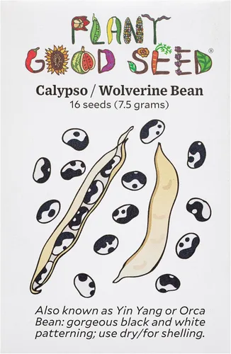 Miniatura 9 de Plant Good Seed Semillas orgánicas de frijol dragón para plantar: vegetales de arbusto de reliquia, vainas blancas y moradas - Paquete de 18 semillas