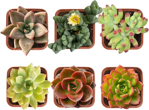 Plantas suculentas (paquete de 6), suculentas vivas totalmente enraizadas en macetas de 5 cm con tierra, plantas únicas en maceta para bricolaje,