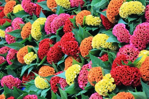 Miniatura 3 de Semillas Cockscomb Mix (Crestada, Indias Occidentales, Toreador) Flores anuales Celosia