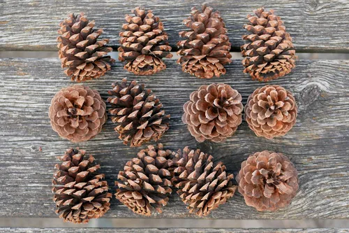 Miniatura 7 de Review Outdoor Gear 5, 8, 10 o 12 ponderosas decorativas de 3 a 3.5 pulgadas, conos de pino sin aroma, decoración del hogar, para otoño e invierno