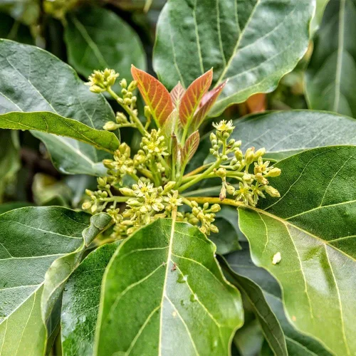 Miniatura 3 de Árbol de aguacate resistente al frío Brighter Blooms Exótico, Delicioso y resistente al clima Invernadero cultivado, injertado (no cultivado)