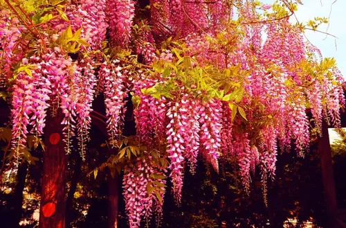 Miniatura 2 de Raras semillas de bonsái de wisteria rosa, 5 semillas - Bonsái florecido altamente valorado - Wisteria japonesa Floribunda