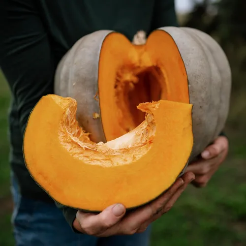 Jarrahdale - Calabaza de invierno de calabaza azul, 25 semillas, variedad tradicional y polinizada abierta, semillas de vegetales sin OMG fáciles de