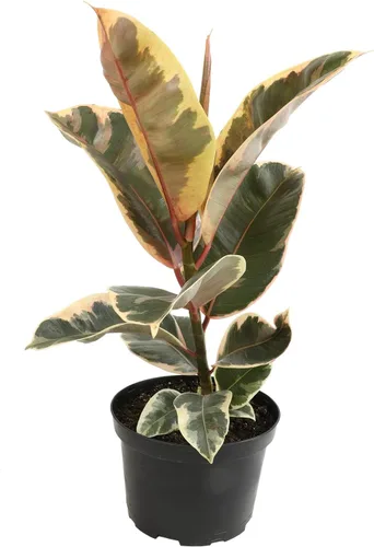Miniatura 11 de Plantas for Pets - Higuera de hoja de violín (paquete de 4), paquete de plantas Ficus Lyrata, entrega de plantas vivas de Ficus, decoración popular