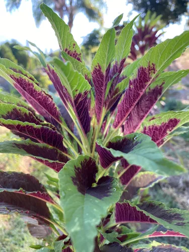 Miniatura 6 de Plant Good Seed Semillas orgánicas de amaranto rojo calaloo para plantar: verde de hoja caribeña, cocina jamaicana - Paquete de 600 semillas