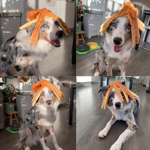 Miniatura 8 de HGB Juguetes chirriantes para perros, paquete de 2 juguetes para masticar sin relleno, pulpo arrugado para cachorros, perros pequeños, medianos