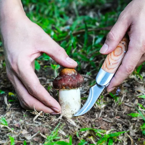 Miniatura 2 de Coowolf Cuchillo para setas con cepillo y funda, hoja curva de acero inoxidable, mango de madera dura, diseño plegable de 18 cm, para morillas