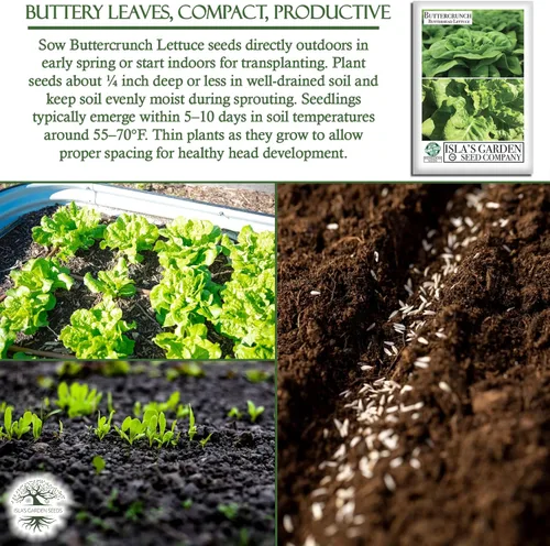 Miniatura 5 de Buttercrunch - Semillas de lechuga Butterhead para plantar, 1000 semillas tradicionales por paquete, semillas de jardín de Isla