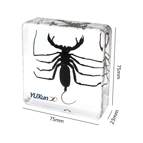Miniatura 2 de Insecto animal real látigo escorpión espécimen pisapapeles Typopeltis Níger Taxidermia Ciencias Aula Espécimen para la educación científica