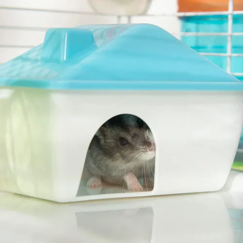 Miniatura 8 de Ratón de hámster acrílico transparente de 2 niveles de lujo, con rueda grande, botella de agua, torre, tazón de comida, esconder la casa, base