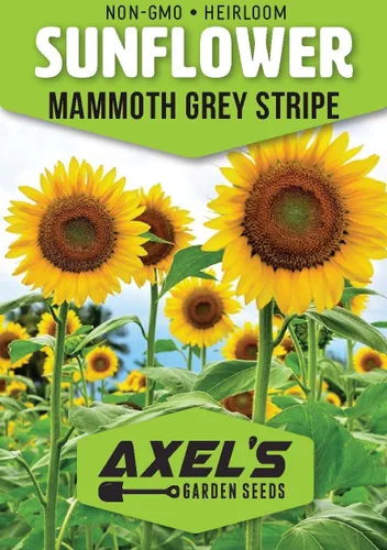 Miniatura 9 de Semillas de girasol gigante para plantar – Cultiva girasoles gigantes en tu jardín – 50 semillas de reliquia sin OGM – Instrucciones completas
