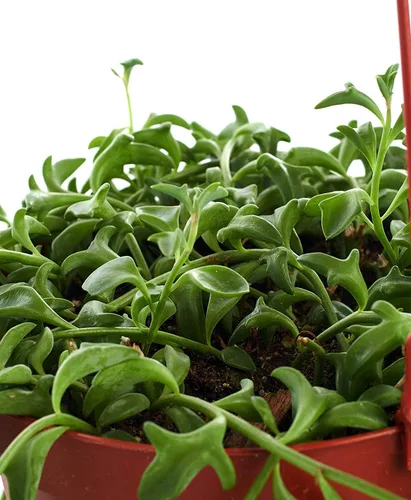 Miniatura 2 de Shop Succulents Cadena de suculentas de delfín Seleccionada a mano para la salud y el tamaño de la planta colgante, 6 pulgadas
