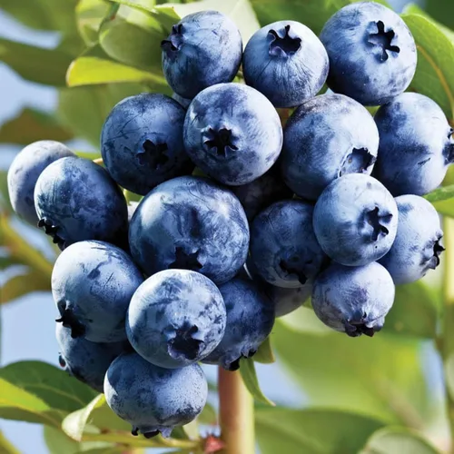 Miniatura 3 de Semillas de frutas mixtas para plantar, 40 unidades, limón, naranja, manzana, maracuyá, 10 unidades, arándano, 10 unidades, cereza, semillas frescas