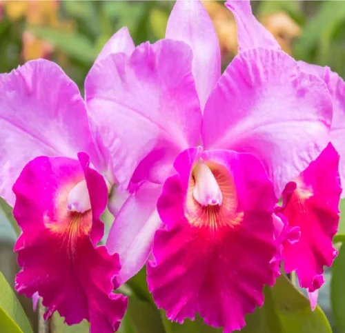 Cattleya Orchid Hawaiian Starter Plants LL110 - 3 unidades de 4 a 6 pulgadas de alto, enraizadas en maceta de 2.5 pulgadas sin floración