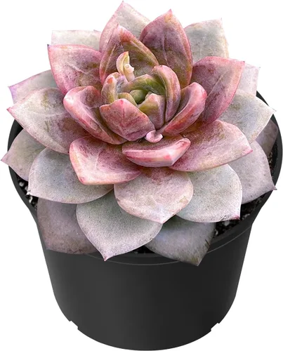 Miniatura 16 de Sprout N Green Echeveria 'Pink Tips', Mini planta suculenta viva totalmente arraigada en maceta de 2 pulgadas, planta de interior para interiores