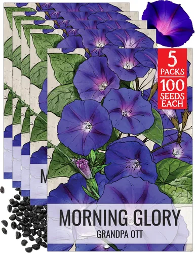 Miniatura 8 de Seed Needs Milky Way Morning Glory - Semillas para plantar enredaderas con flores, reliquia y escaladores polinizados abiertos para crear una cerca